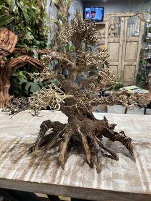 bonsai lernen Bonsai : Miniaturbume im Gef  Tsubaki japanese bookstore