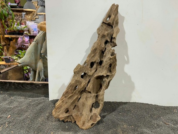 DH50 Drachenholz 54cm Dragon wood root