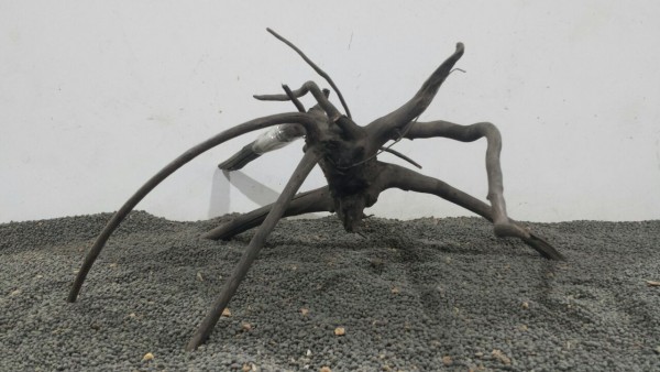 B4 Black Spiderwood 34cm Nano Aquarium Wurzel
