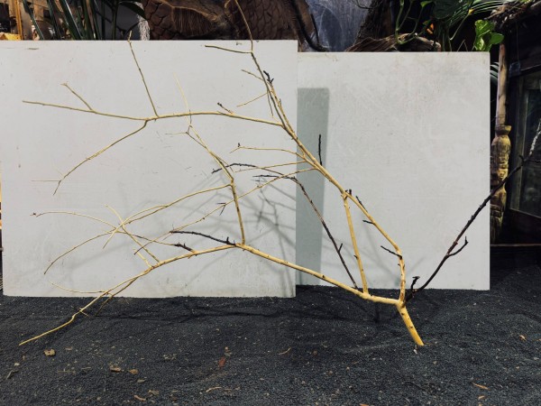 Manzanita XXL 9 ca. B92xH50 cm