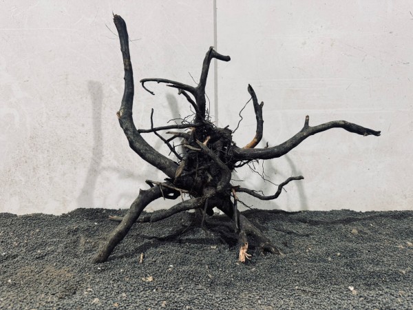 B55 Black Spiderwood B43xH37 cm