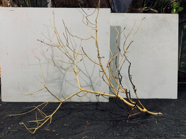 Manzanita XXL 12 ca. B79xH60 cm