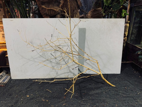 Manzanita XXL 10 ca. B78xH80 cm