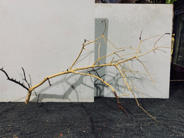 Manzanita XXL 7 ca. B74xH45 cm