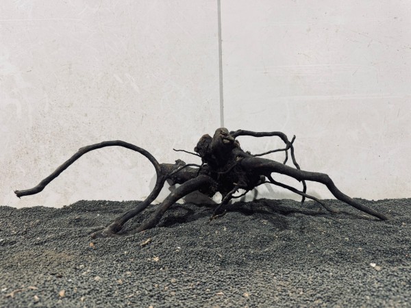 B9 Black Spiderwood ca B55xH17 cm