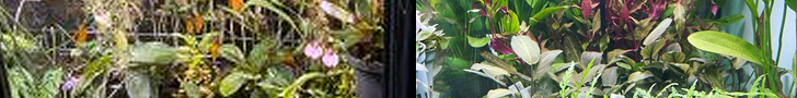 Terrarium-Pflanzen-Aquarium-Wasserpflanzen