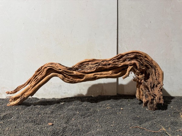 DS26 Dragon Skin Wood ca. B64xH23 cm Wurzel