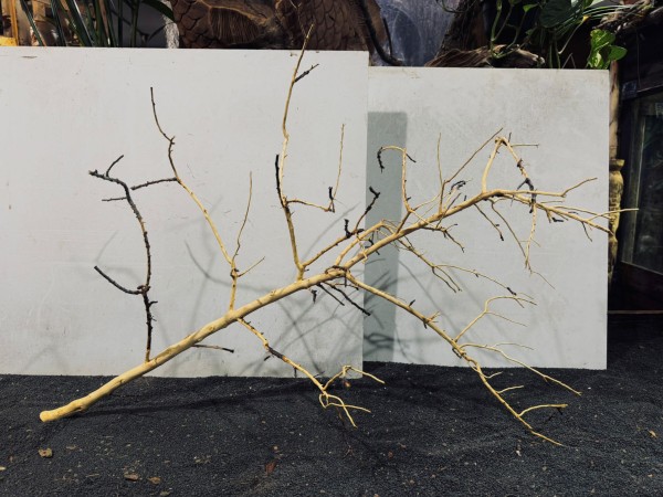 Manzanita XXL 13 ca. B79xH57 cm