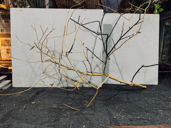 Manzanita XXL 8 ca. B114xH66 cm