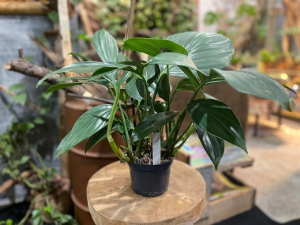 Philodendron Kylin Tail (Dragon) XL