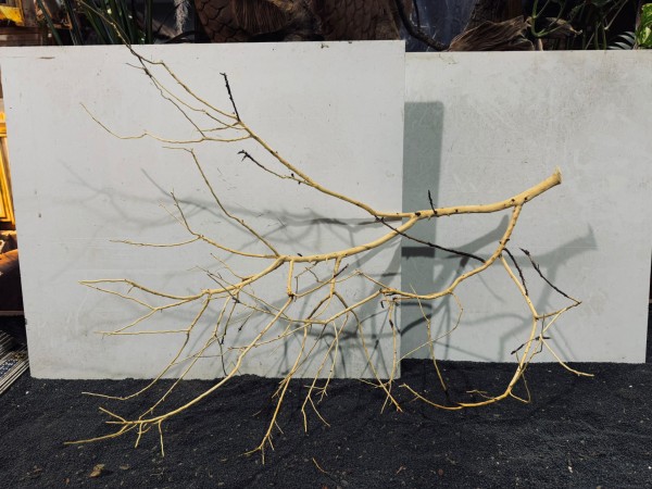 Manzanita XXL 6 ca. B75xH60 cm