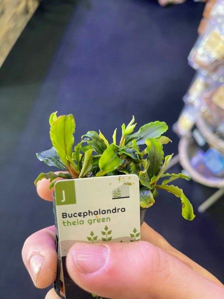 Bucephalandra theia green im Topf