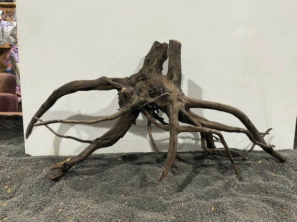 B15 Black Spiderwood 58cm