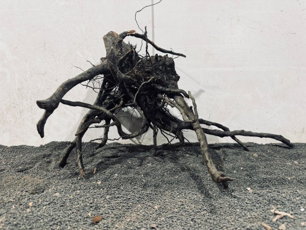 B6 Black Spiderwood ca. B54xH30 cm